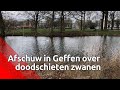 Reacties op doodschieten van zwanen
