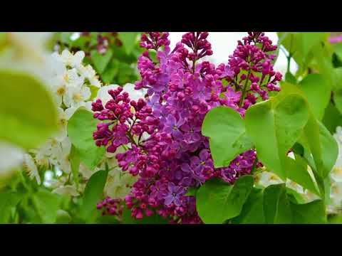 Opwekking 544 Meer dan rijkdom 1B