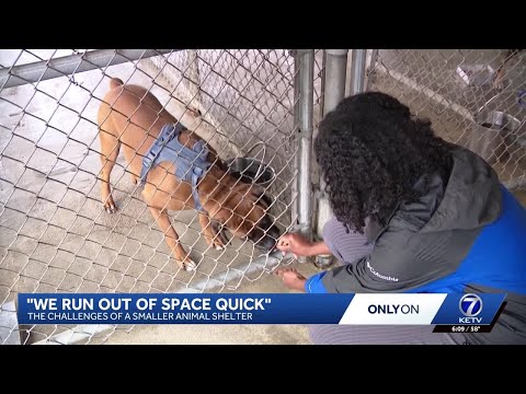 'We run out of space quick': The challenges of a smaller animal shelter - YouTube