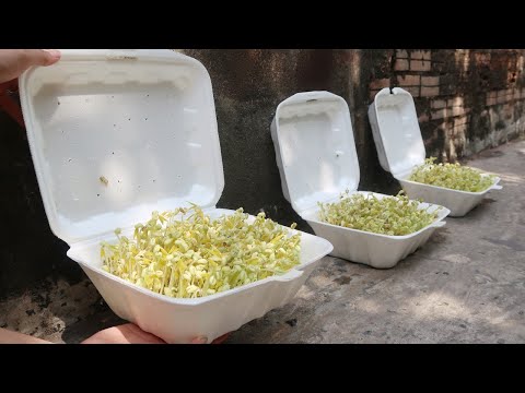 Let s grow bitter melon for your family this way it s very fruity and easy to make