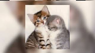 Cover art for Mistletoe