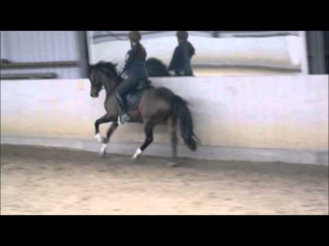 roosdoncken's bodrogy