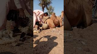 Download lagu الطفلُ السِّيرائي يُدفِّئُ جملَهُ بصعوبةٍ، بعد أن جلبَ حَمَلًا صغيرًا ليمنحهُ دفئًا في بردِ الصحراء mp3 Download lagu الطفلُ السِّيرائي يُدفِّئُ جملَهُ بصعوبةٍ، بعد أن جلبَ حَمَلًا صغيرًا ليمنحهُ دفئًا في بردِ الصحراء mp3