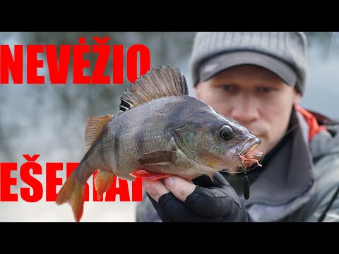 Nevėžis, spiningas ir ešeriai