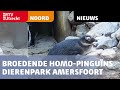 Hoe is het met de broedende homo-pinguïns van Dierenpark Amersfoort?  [RTV Utrecht]