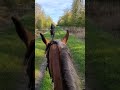 (59 NORD) Cheval calme et doux pour loisir et rando