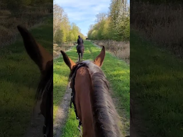 (59 NORD) Cheval calme et doux pour loisir et rando