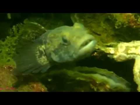 tauchen Holland 2014