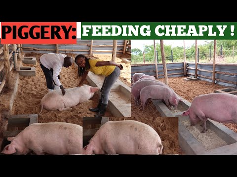 , title : 'How To Feed PIGS At A Low COST! ( Cheap Feeds)+ When To DEWORM PIGS.'