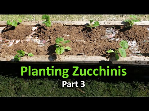 Growing Zucchinis The Right Way Part 1 of 3