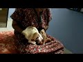 Ojaswat In Granny S Lap