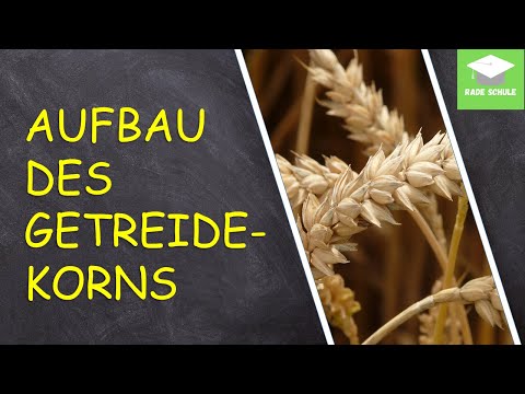 Lernvideo: Getreide - Aufbau des Getreidekorns