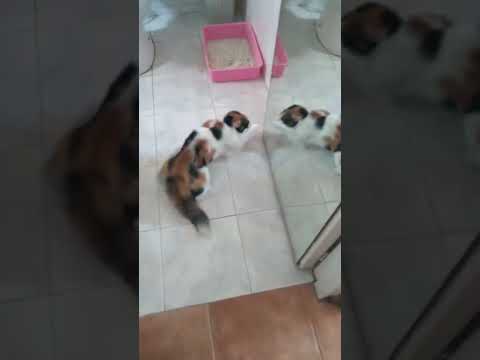 Cat Freaks Out at Its Reflection || ViralHog