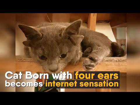 Cat Born with four ears becomes internet sensation