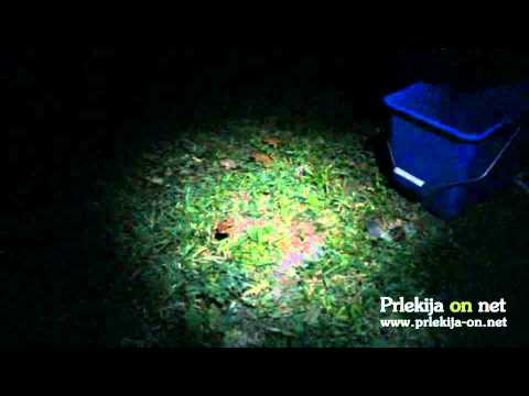 Pomoč žabicam čez cesto v Borecih