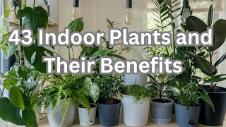 43 indoor plants and their benefits | Indoor Plants and What They Do for Your Health, Air & Home