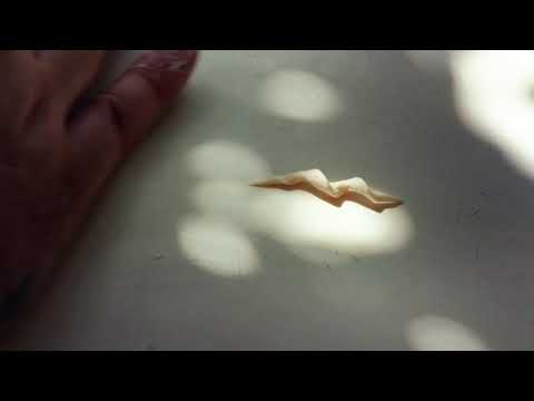 Evan Funke - the shape of pasta ep 7