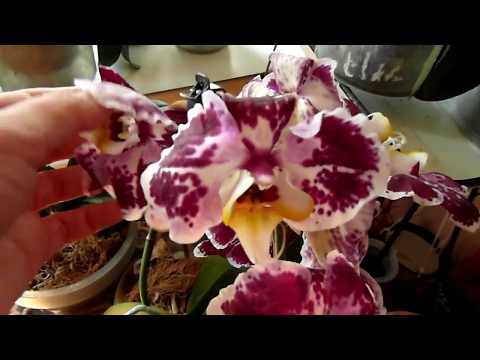 Возвращение блудных хозяек к своим орхидеям)))
