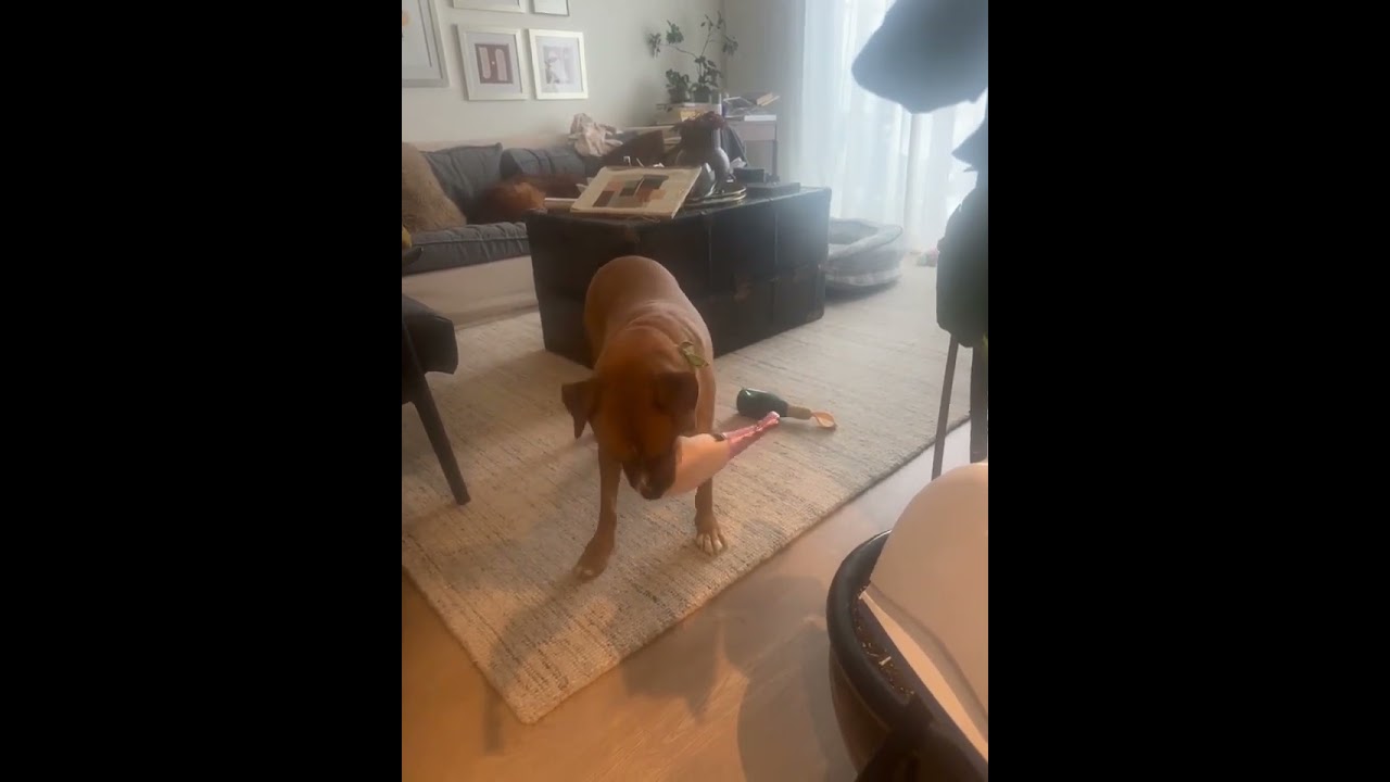 Felice, a ADOPTABLE mixed breed in Windsor, ON video 6/6