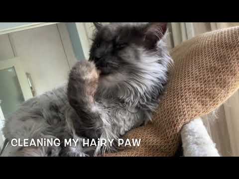 Cleaning My Hairy Paw. Maine Coon Cat