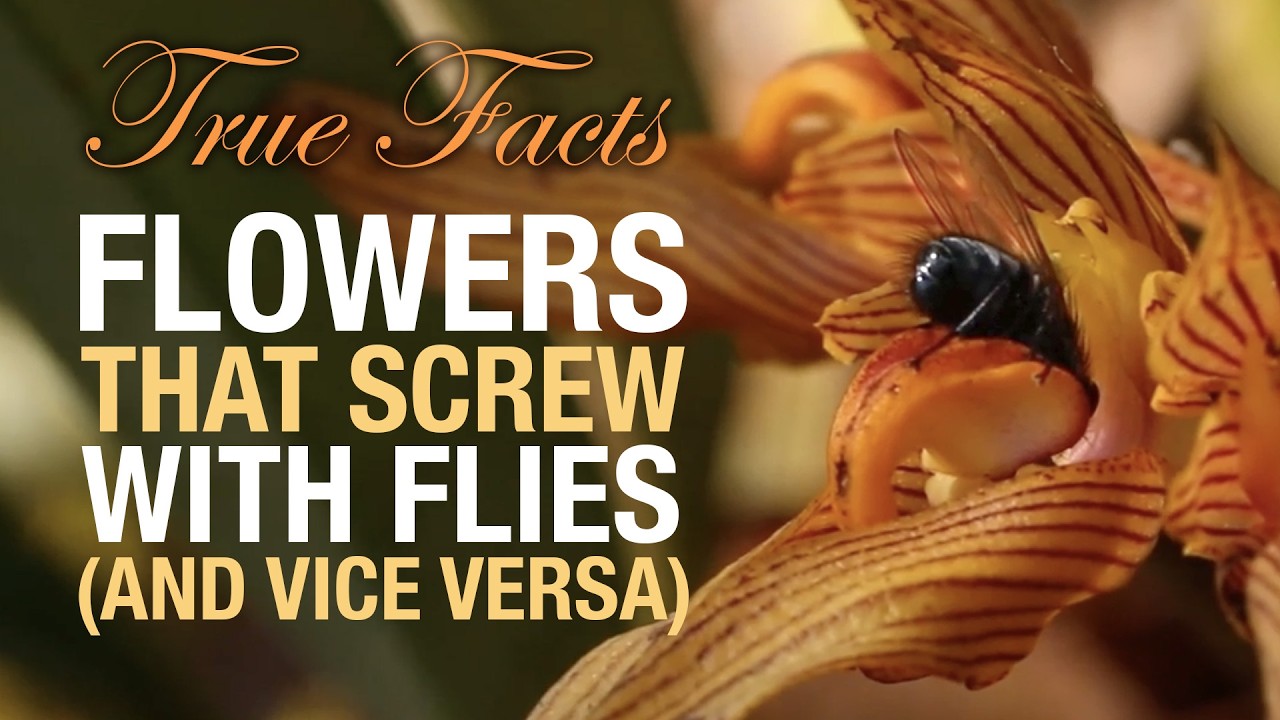 True Facts: Flowers That Screw Flies