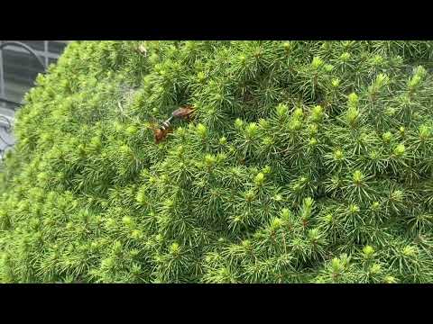 Cicada Killers Found Across the Yard in Pine Beach, NJ