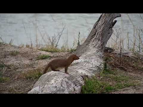 Djuma: Slender Mongoose - 11:50 - 09/05/20