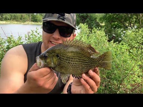 Rock Bass Quest