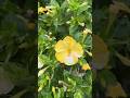4 o clock plants in full bloom