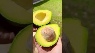 Download lagu Alpukat bulat dari wonogiri tanpa ada biji sangat menarik #alpukatbulat #avocado mp3 Download lagu Alpukat bulat dari wonogiri tanpa ada biji sangat menarik #alpukatbulat #avocado mp3