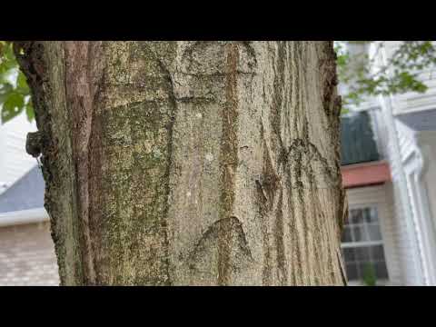 Odorous House Ants Stink Up Tree in New Brunswick, NJ
