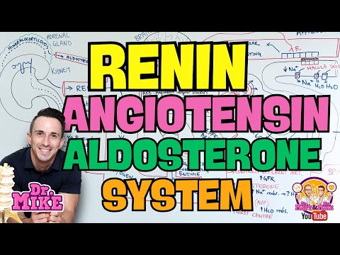 Renin Angiotensin Aldosterone System & Blood Pressure Drugs