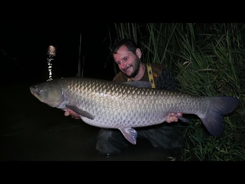 Wrześniowa zasiadka | Duże karpie i amury