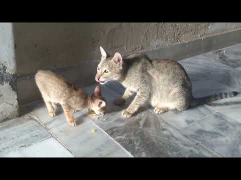 Funniest Animal videos😺Funny Cats😺And crazy Cats 😺 video 2023