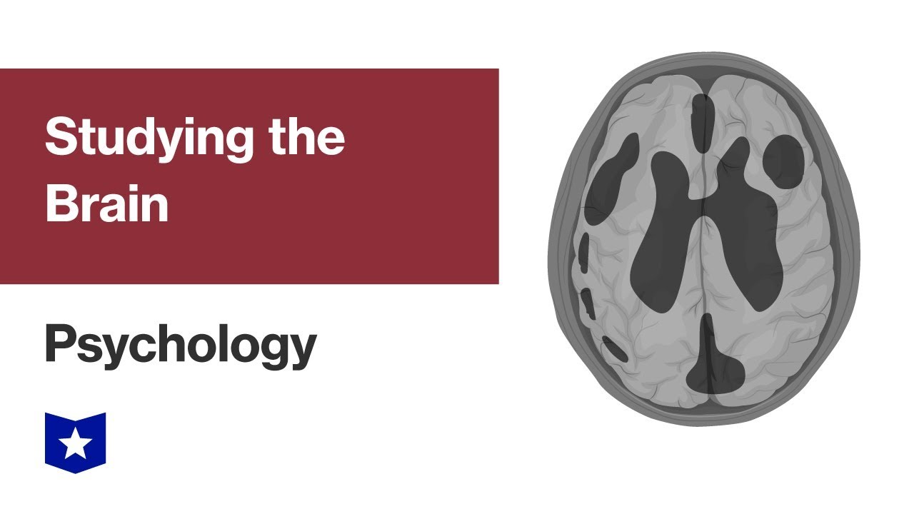 Studying the Brain | Psychology
