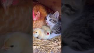 ひよこに混じる子猫(sora2生成動画） #cute #cat #kitten