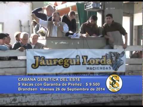 Genética del Este - Ventas Vacas Preñadas - Brandsen - 26/09/2014