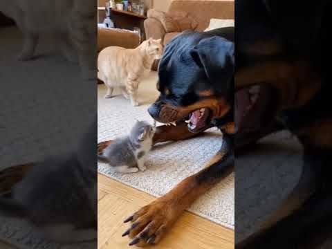 Giant Dog Gets Surprised by a Playful Cat's Swat