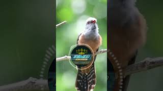Download lagu Suara burung paling Menakutkan - burung kedasih Abuabu #masteranburung #suaraburungkedasih mp3