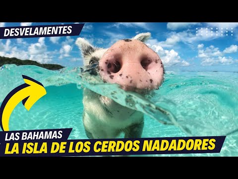 La Isla de los Cerdos Nadadores en Las Bahamas #isla #cerdo