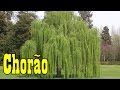 Mondini Plantas: Salgueiro Chorão