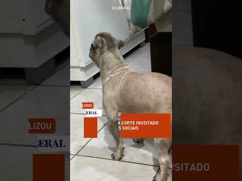 ELE É RADICAL! 🐶 Cachorrinho ganha corte INUSITADO e viraliza nas redes sociais