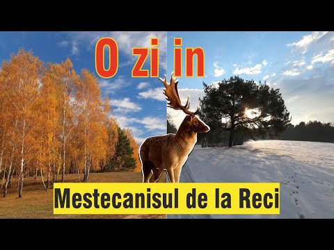 Mestecanisul de la Reci | Romania Nestiuta - Drumetie la Mestecanisul de la Reci din Judetul Covasna