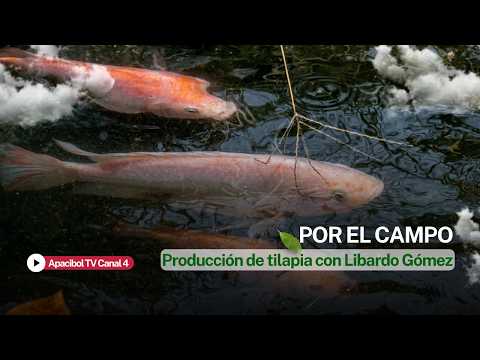 POR EL CAMPO - Producción de tilapia con Libardo Gómez 🐟🌱