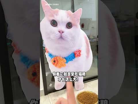 【菠蘿包的日常】到底什麽是“神仙水”呀？ #cutecats #萌寵 #喵哥是萌新