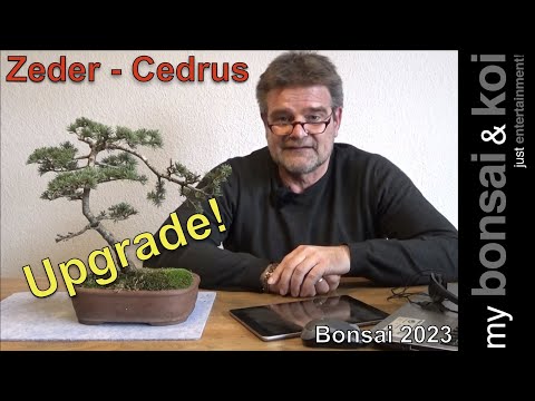 Bonsai 2023-7 - Zeder - Cedrus - Upgrade für ein Lieblingsbäumchen