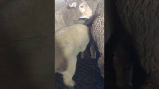 lamb steals random sheep’s milk