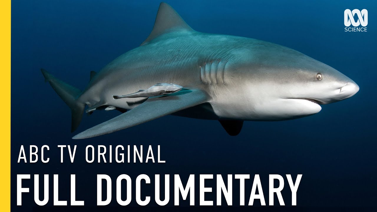 Catching Bull Sharks In Crocodile-Infested Waters | FULL DOCUMENTARY | ABC iview