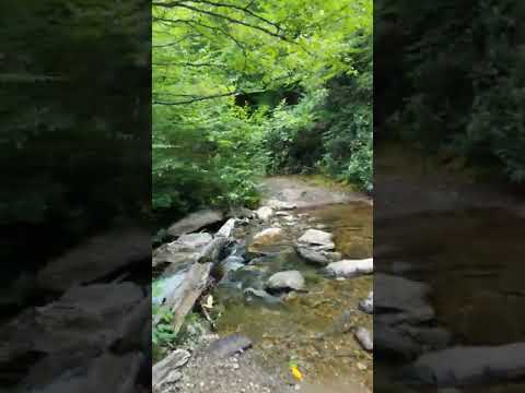 The Flat Laurel Trail crosses the creek before it continues toward Sam Knob.