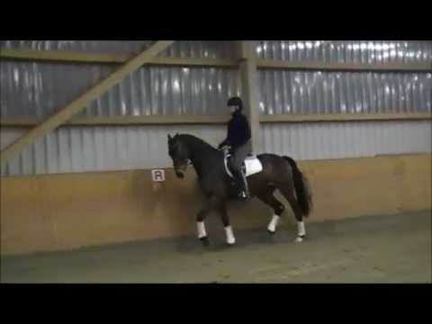 Blue Hors Romanov x Longchamp Wallach Geb. 2010